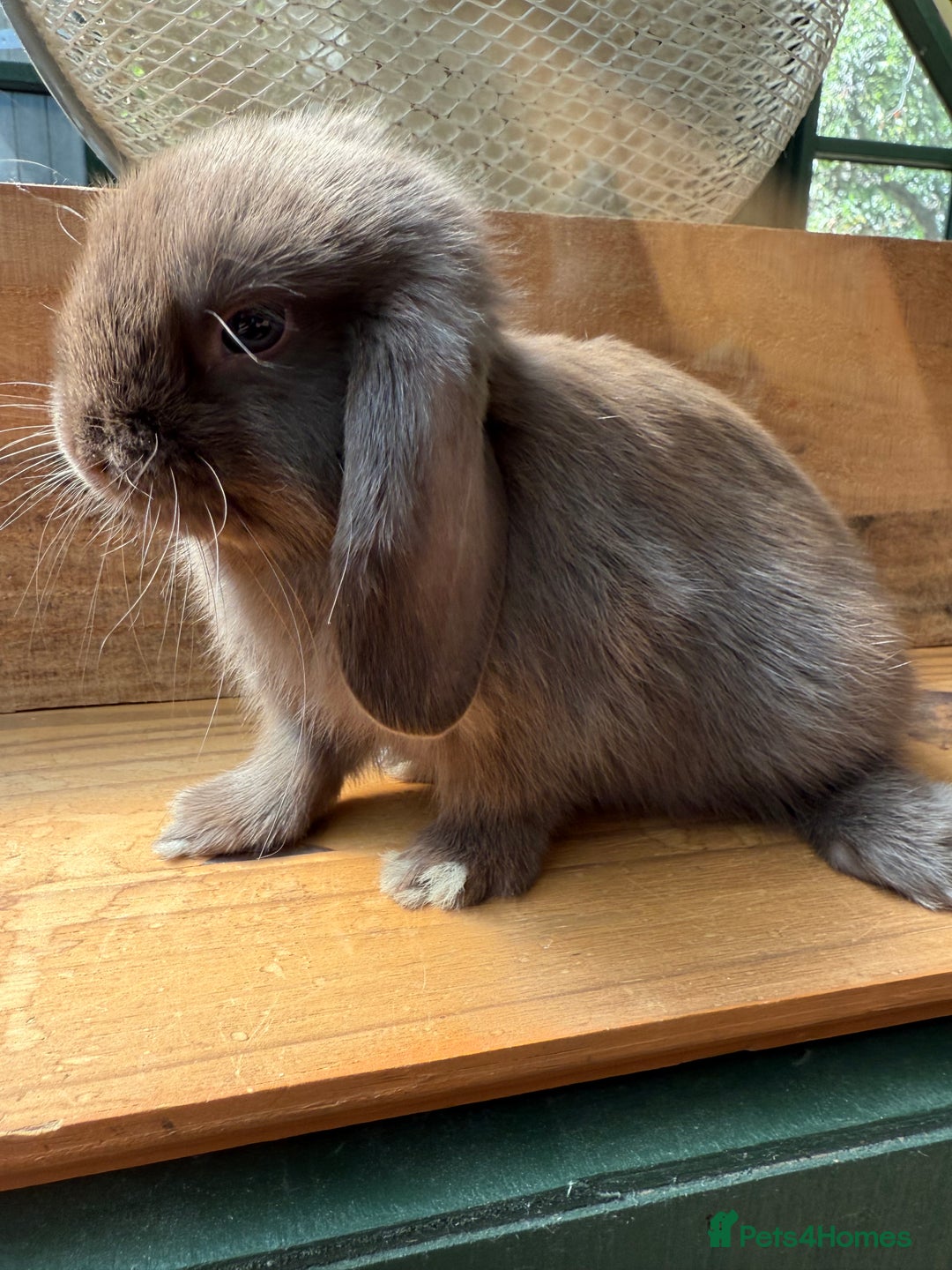 Mini Lop rabbits for sale: MINI LOP BUNNIES - pedigree  - Image 8