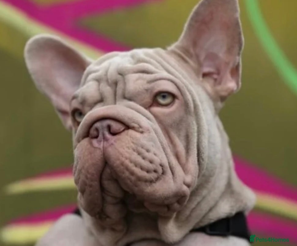 French Bulldog dogs Newshade Velvet Female Frenchie Puppy - Advert 1