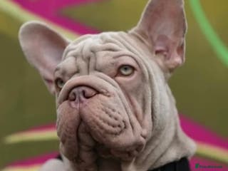 French Bulldog dogs Newshade Velvet Female Frenchie Puppy - Advert 6