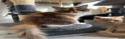 British Longhair cats for sale: Pedigree British Longhair chocolate tortie TICA - Advert 9
