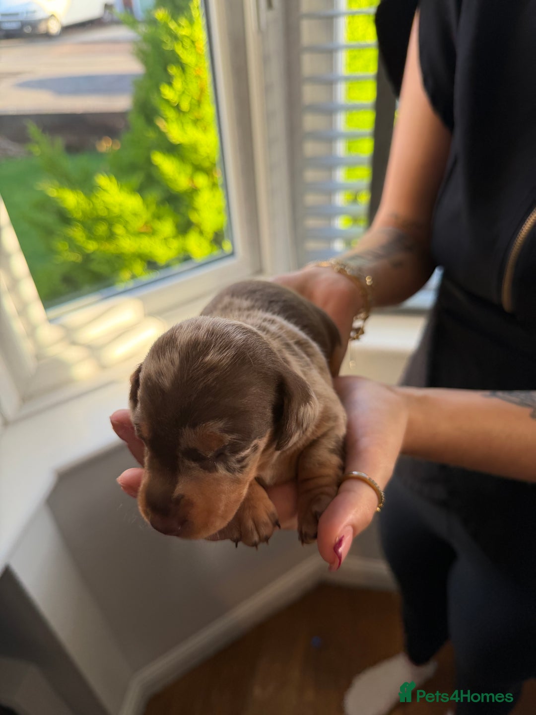 Miniature Dachshund dogs for sale: KC reg Miniature Dachshunds available 24thDecember - Advert 9