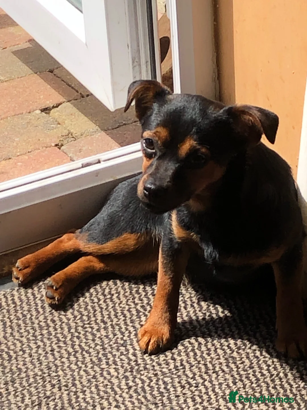 Mixed Breed dogs for sale: Jack Russell  - Advert 5