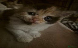 Mixed Breed cats for sale: British blue x Maine Coon x domestic long hair - Image 8