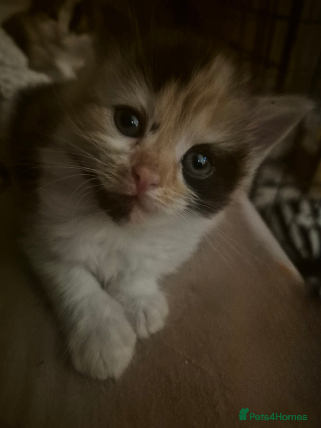 Mixed Breed cats for sale: British blue x Maine Coon x domestic long hair - Image 8