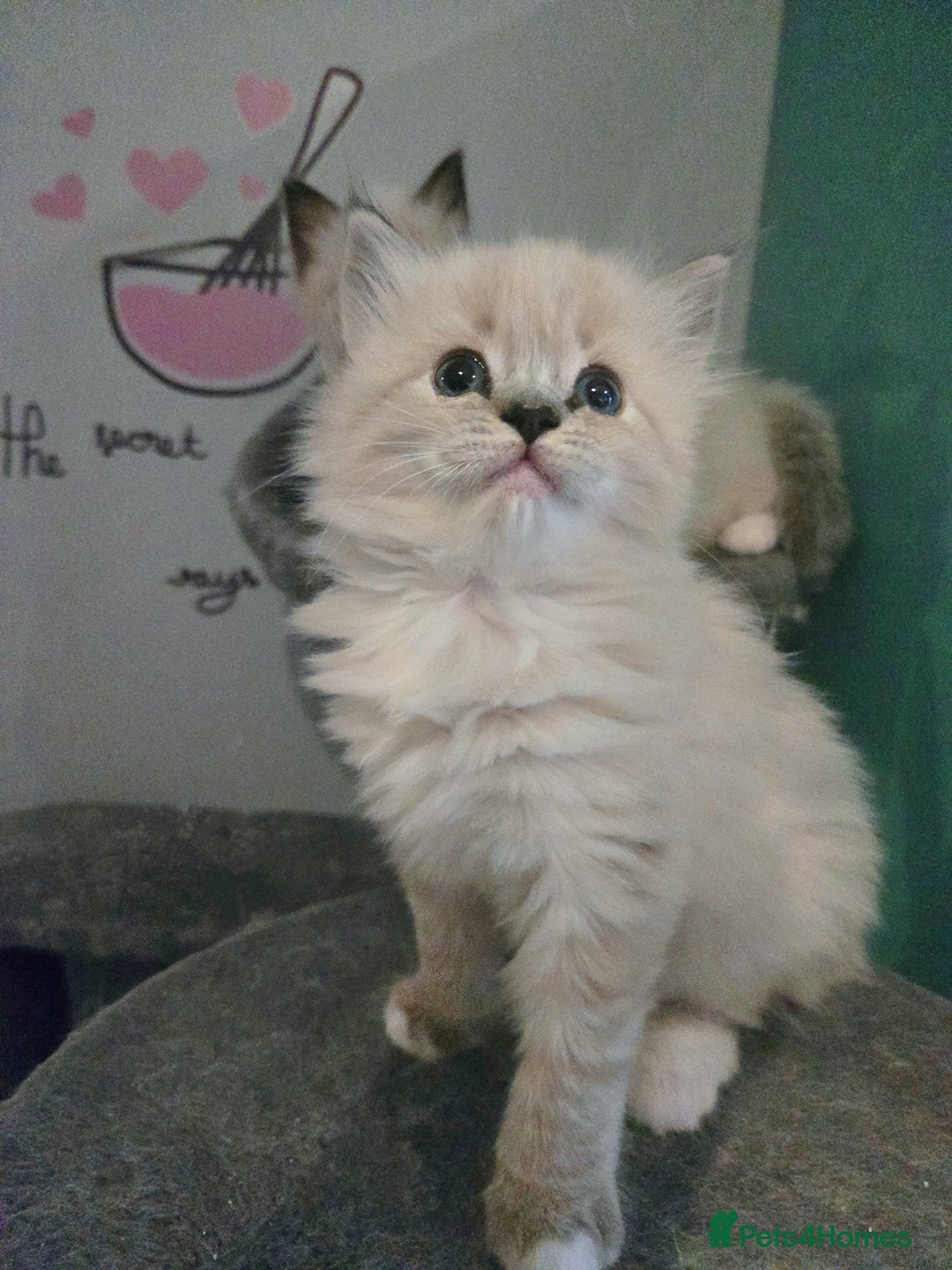 Ragdoll cats for sale: Beautiful purebred mitted ragdoll kittens - Image 8