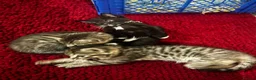 Mixed Breed cats for sale: Beautiful kittens for sale  - Advert 5