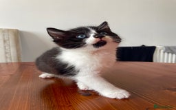Mixed Breed cats for sale: 2 Adorable Kittens For Sale  - Image 5