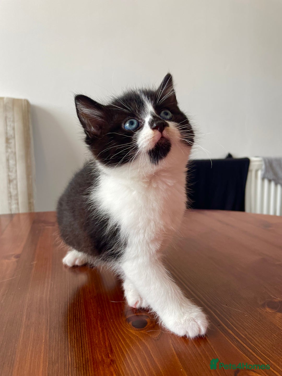 Mixed Breed cats for sale: 2 Adorable Kittens For Sale  - Image 5