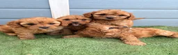 Cavapoo dogs for sale: Cavapoo - Advert 12