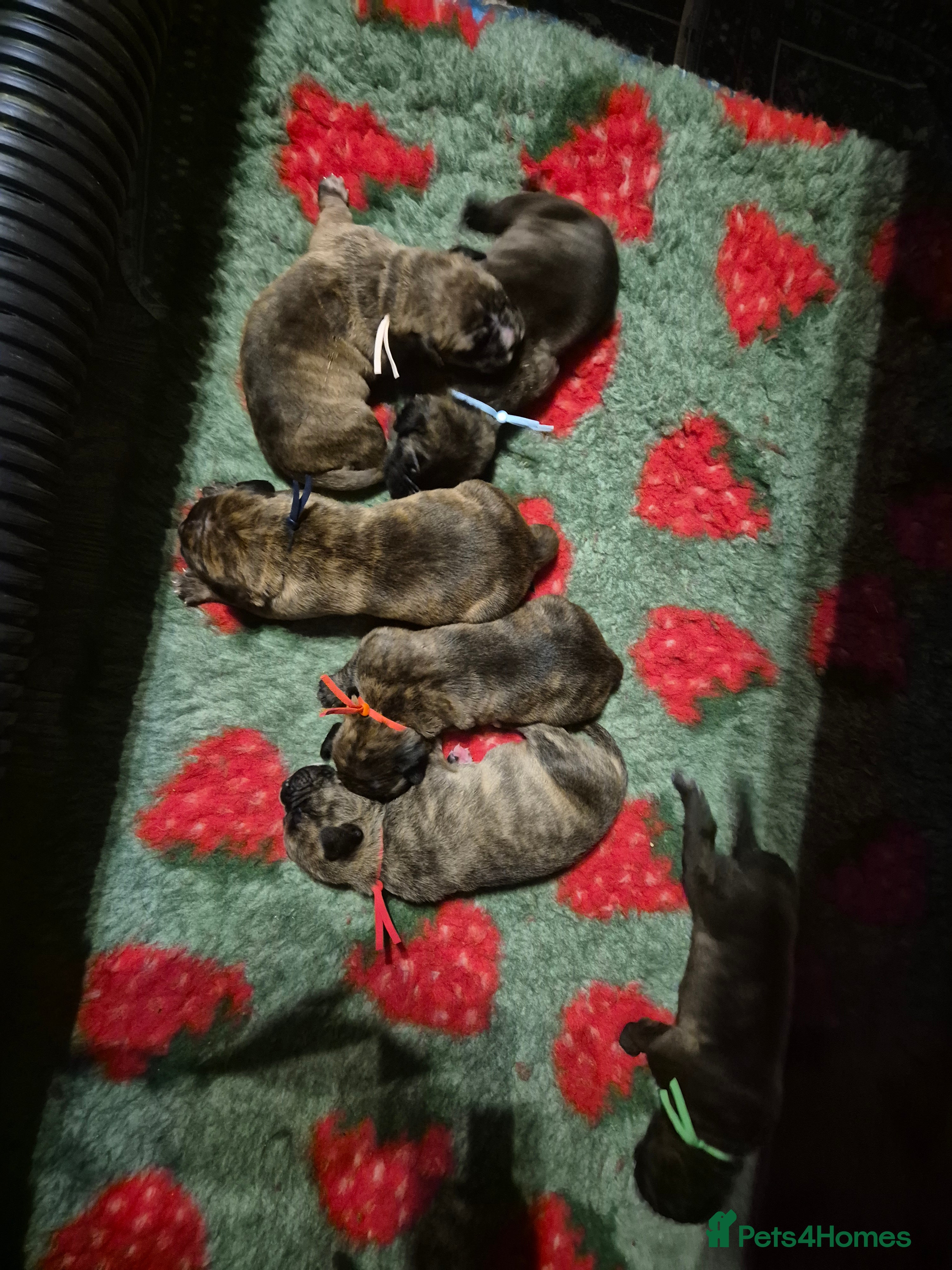 Mixed Breed dogs Beautiful Brindle Cane Corso/ Mastiff pups - Advert 2
