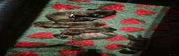 Mixed Breed dogs for sale: Beautiful Brindle Cane Corso/ Mastiff pups - Advert 2