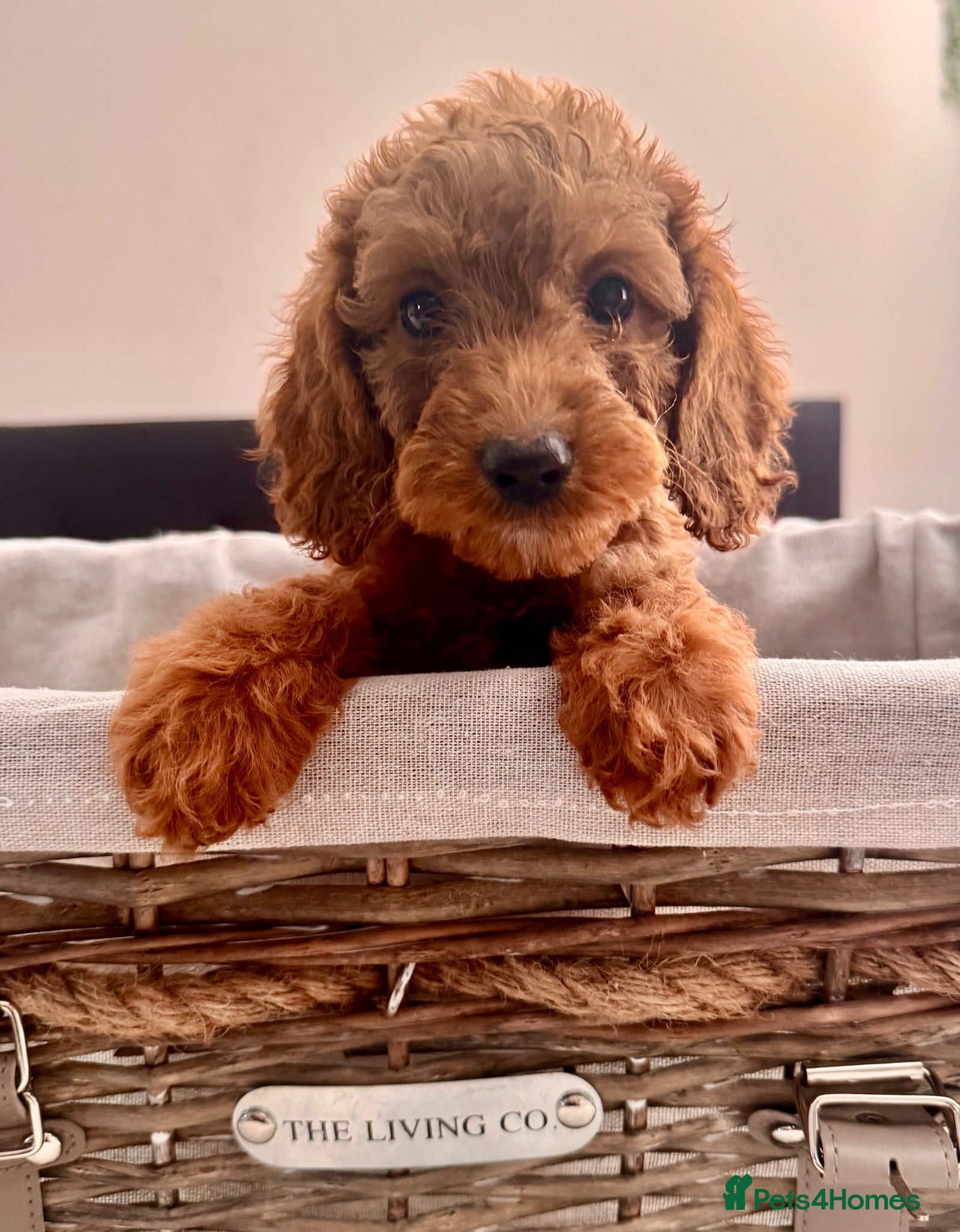 Cockapoo dogs ONLY 3 REMAINING STUNNING  COCKAPOO PUPPIES - Advert 1