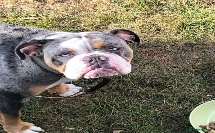Old Tyme Bulldog dogs - Advert 2