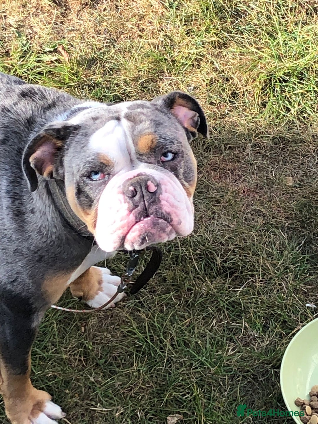 Old Tyme Bulldog dogs for sale: Della - old tyme bulldog  - Image 1