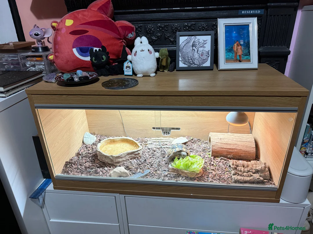 Tortoise reptiles for sale: Hermanns Tortoise and Full Set Up For Sale - Advert 7