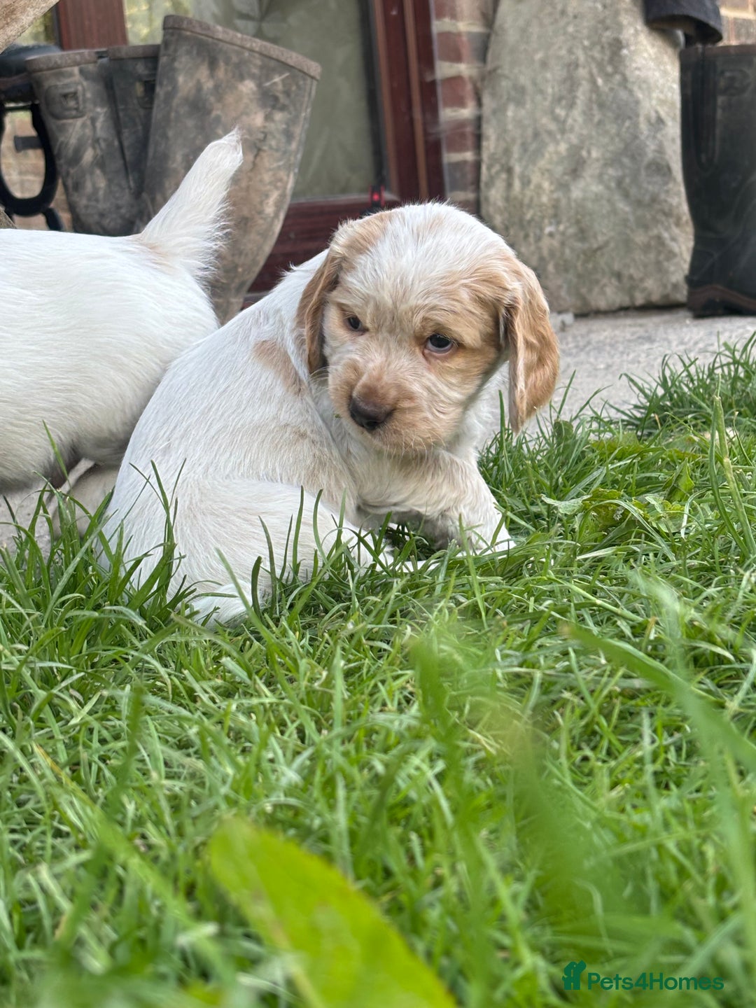 Mixed Breed dogs for sale: Clumber x Cocker Puppies  in Warminster - Image 20