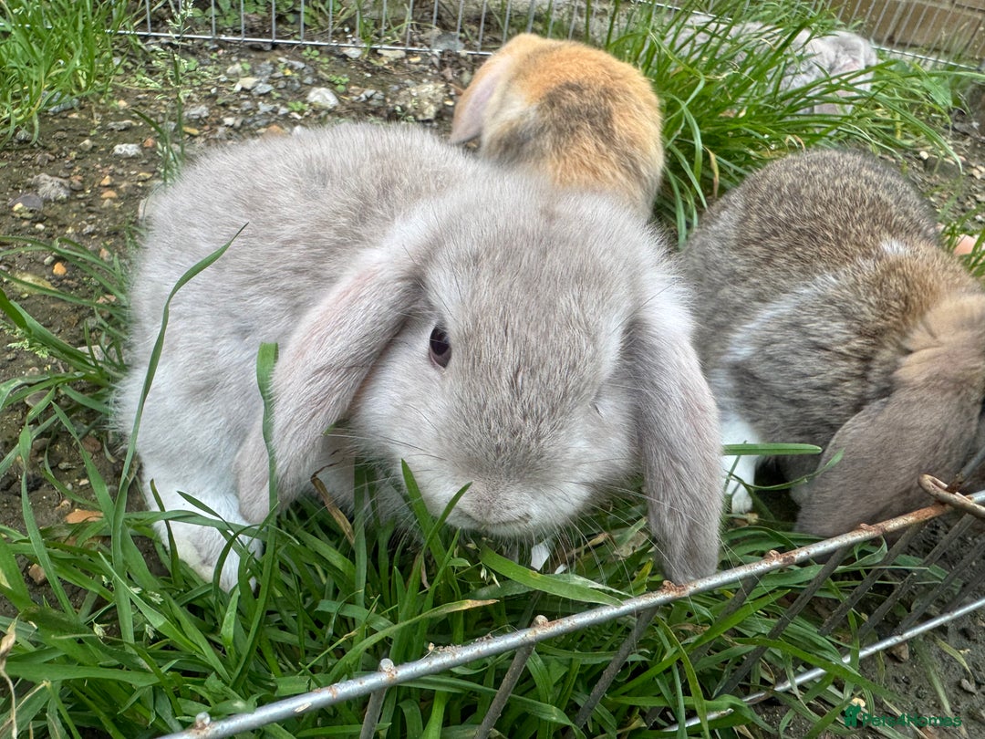 Mini Lop rabbits for sale: Beautiful mini mop babies ready  - Advert 2