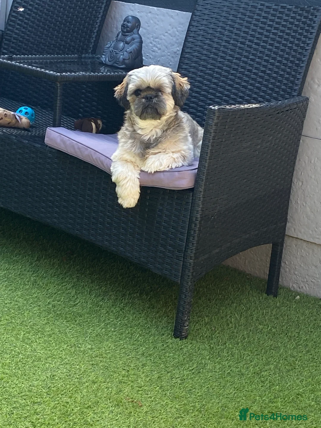 Shih Tzu dogs for sale: 2year old shih tzu jeff - Advert 1