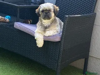 Shih Tzu dogs 2year old shih tzu jeff - Advert 1