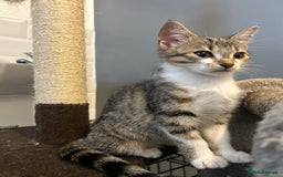 British Shorthair cats for sale: One female kitten for sale - Advert 9