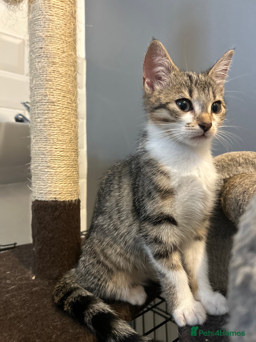 British Shorthair cats for sale: One female kitten for sale - Advert 9