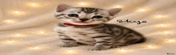 Bengal cats for sale: 🎬 Little Leopard Diaries | TICA BENGAL KITTENS 💎 - Advert 3