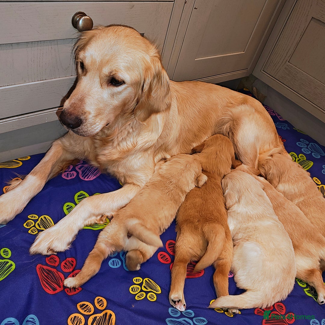 Golden Retriever dogs for sale: Amazing puppies  - Advert 18