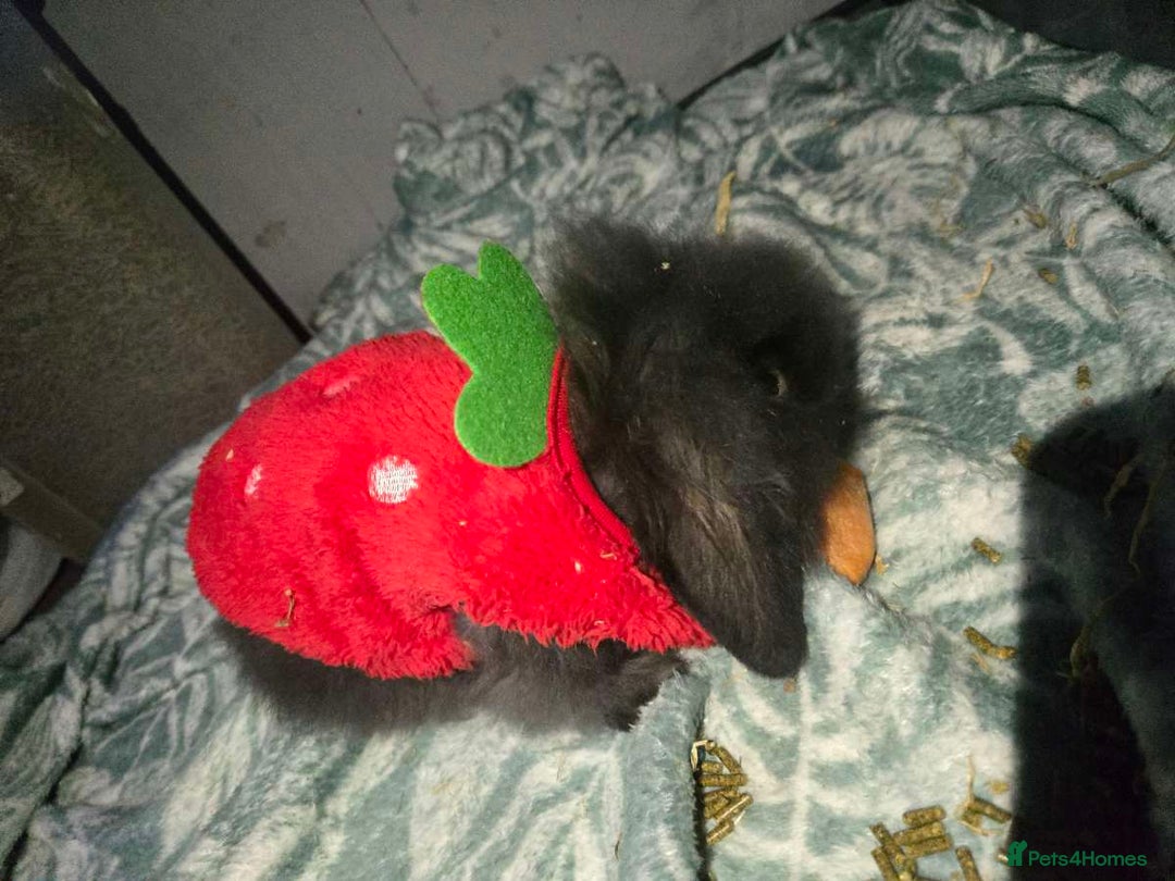 Angora rabbits for sale: Angora/mini lop mix - Image 3