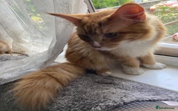 Maine Coon cats for sale: Ginger Maine coon - Image 3