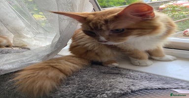 Maine Coon cats - Advert 2