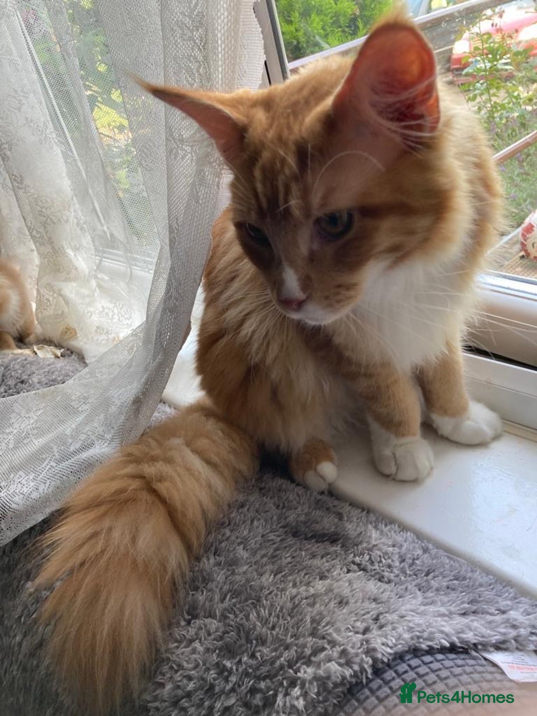 Maine Coon cats for sale: Ginger Maine coon - Image 3