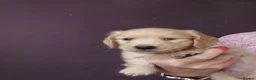 Miniature Dachshund dogs for sale: PEDIGREE CREAM LONG HAIRED MINI DACHSHUNDS - Advert 9