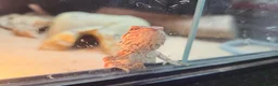 Bearded Dragon reptiles for sale: Bearded dragon at Wicked Exotics  - Advert 6