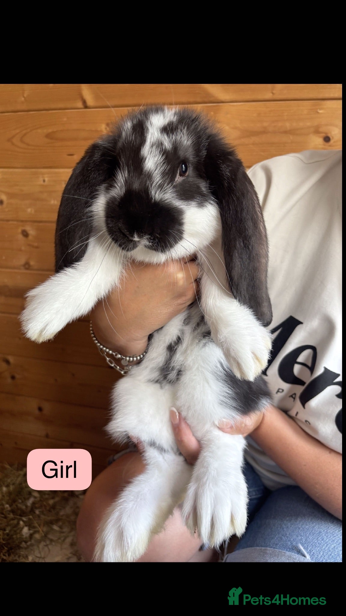 French Lop rabbits Gorgeous French lop babies - Advert 13