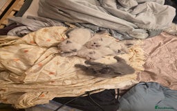 Siberian cats for sale: Siberian Kittens Super Friendly 💕🐾 - Image 23