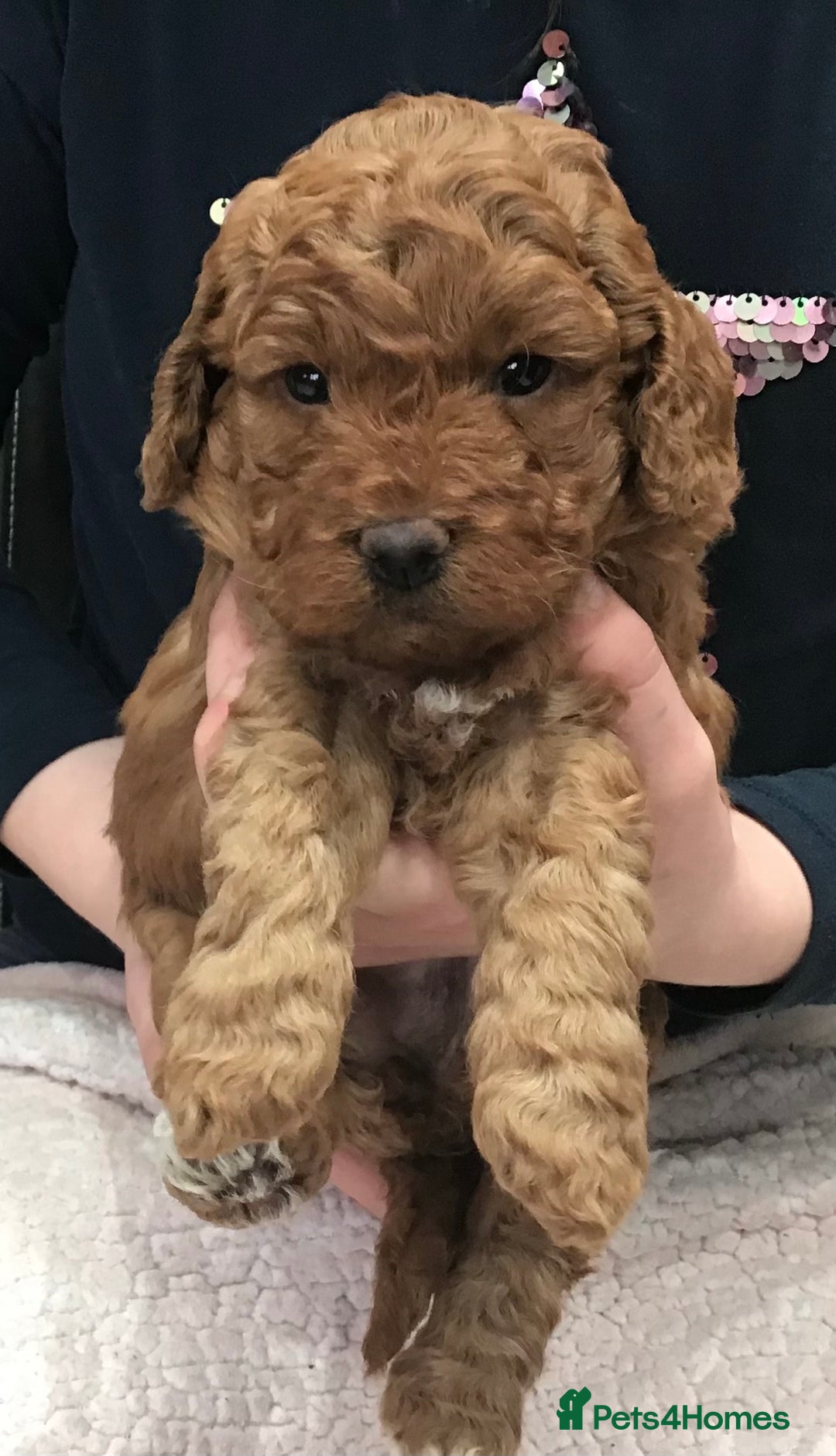 Labradoodle dogs for sale: 5* MINI F1B LABRADOODLE PUPPIES. - Advert 14