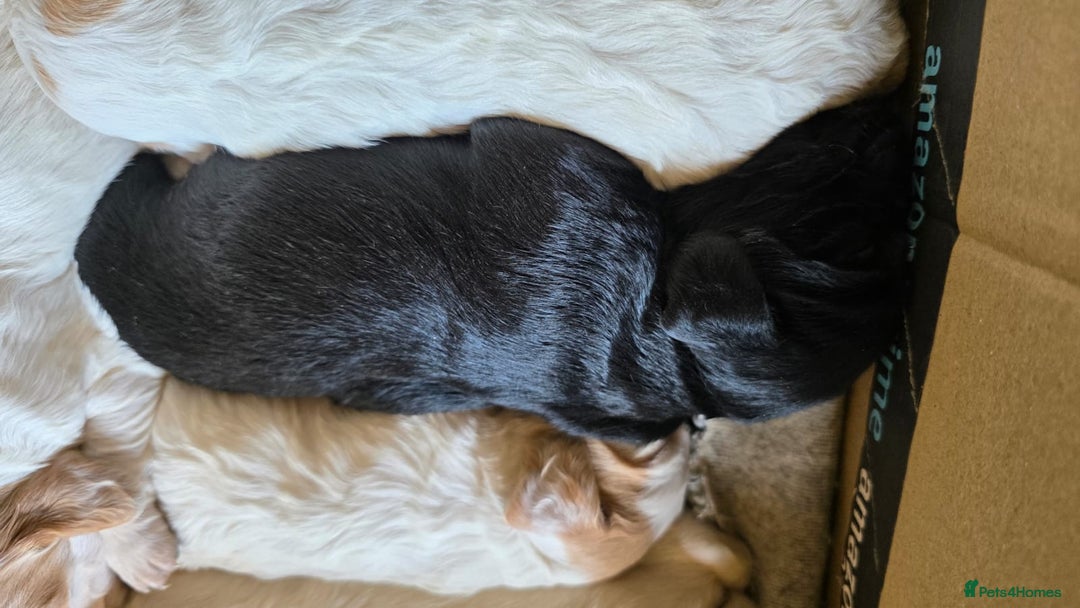 Cocker Spaniel dogs for sale: Working cocker spaniel puppies 1 girl 3 boys  - Image 7