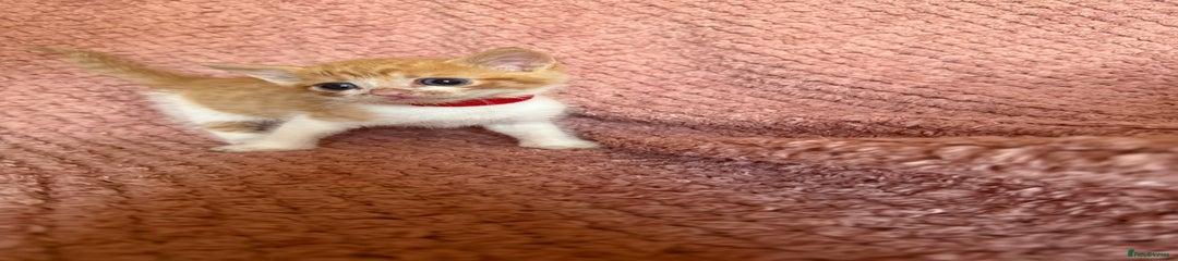 Red collar BOY