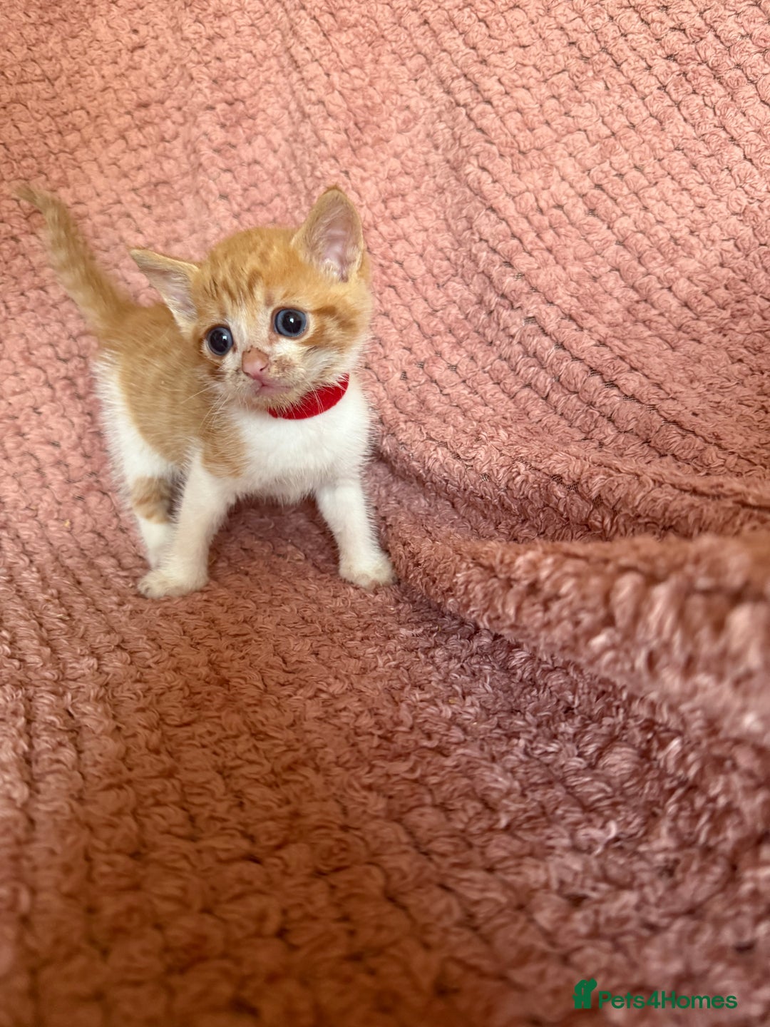 Mixed Breed cats for sale: Ginger kittens for sale - Image 7