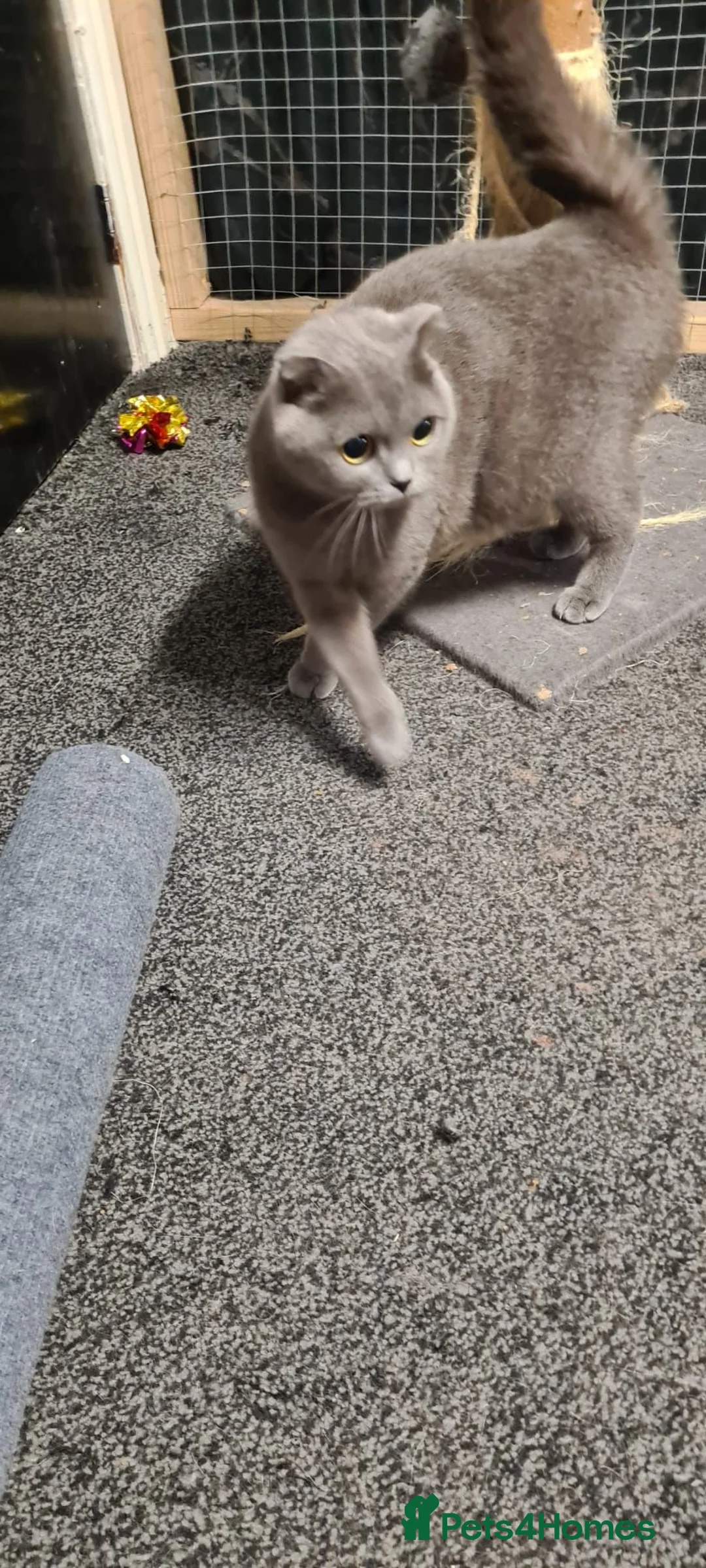 Scottish Fold cats for sale: Female Scottish Fold - Advert 3