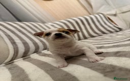 Chihuahua dogs for sale: Female Chihuahua Puppy💕 - Advert 5