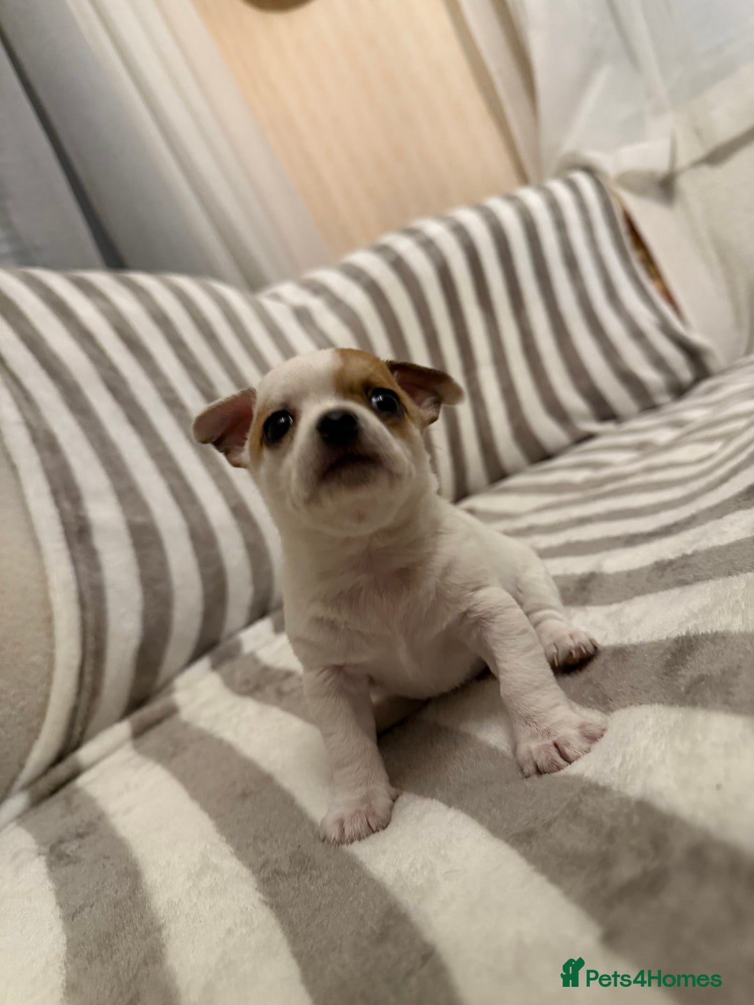 Chihuahua dogs for sale: Female Chihuahua Puppy💕 - Advert 5