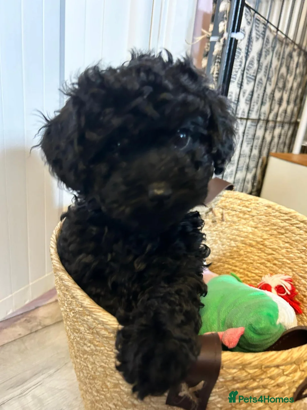 Cavapoochon dogs for sale: Cavapoochon puppies - Advert 4