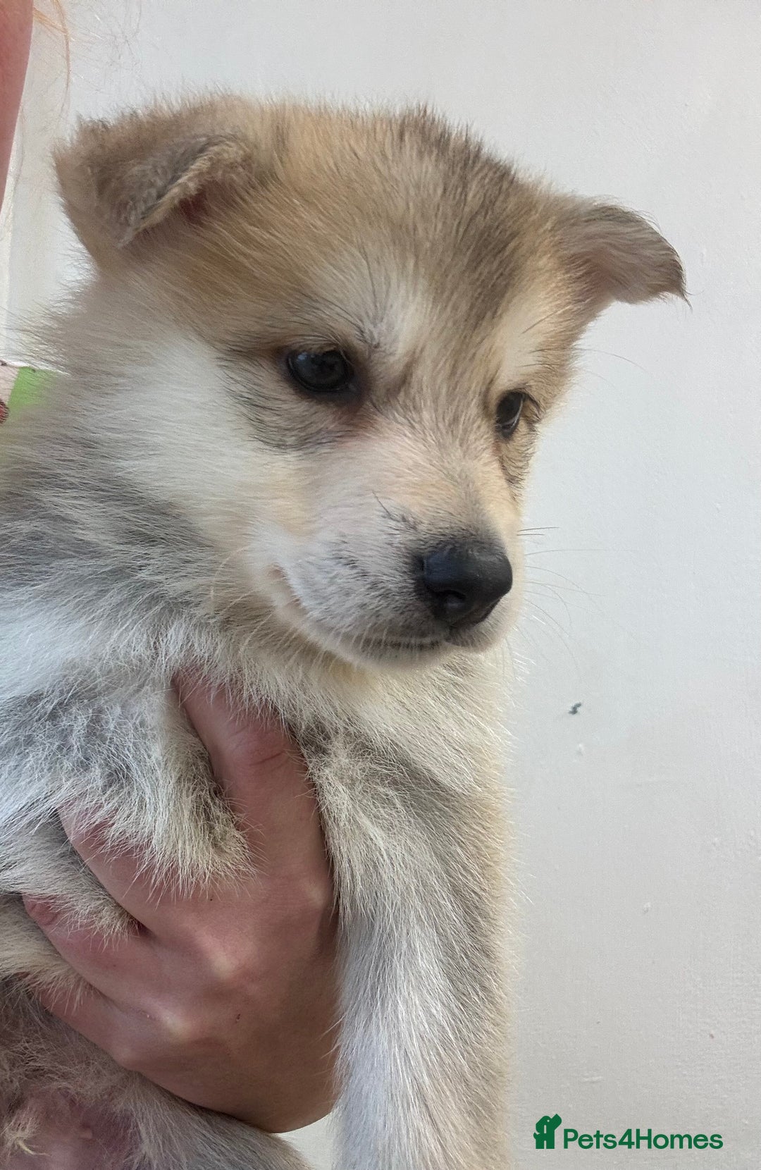 Shepsky dogs for sale: 7 beautiful Shepsky puppy’s available 🫶🏼 - Advert 27