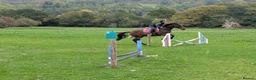 English Thoroughbred horses for sale: Bay gelding thoroughbred 15.2 in Church Stretton - Advert 5