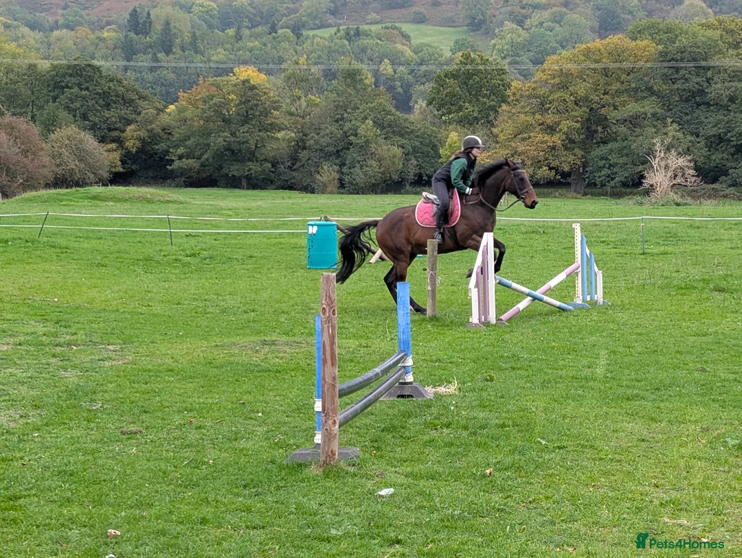 English Thoroughbred horses for sale: Bay gelding thoroughbred 15.2 in Church Stretton - Advert 5