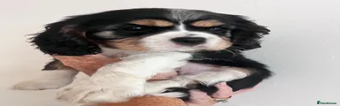 Cavalier King Charles Spaniel 4