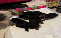 Mixed Breed dogs for sale: Shorkie cross pups for sale! in Alfreton - Image 10