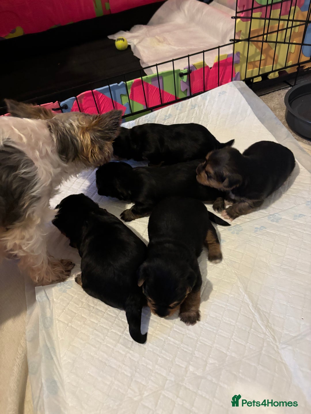 Mixed Breed dogs for sale: Shorkie cross pups for sale! in Alfreton - Image 10