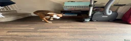 Mixed Breed dogs for sale: Male dog - Advert 2